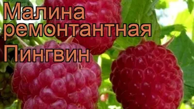 Малина Ремонтантная Желтый пингвин – купить саженцы в интернет-магазине  Лафа с доставкой по Москве, Московской области и России