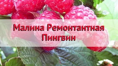 Малина Желтый Пингвин - купить с доставкой по выгодным ценам в  интернет-магазине OZON (406240895)