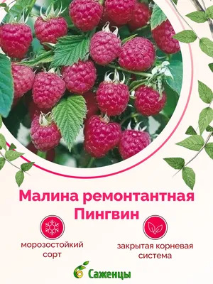 Малина Ремонтантная Пингвин - купить по цене от 600 руб с доставкой по  Москве - интернет магазин Спелов