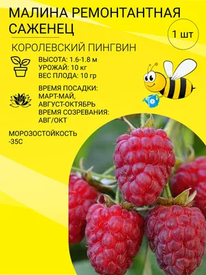 Малина ремонтантная Пингвин (Pingvin) купить в Киеве, цена — Greensad