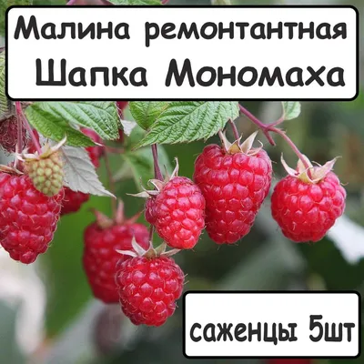 Малина ремонтантная Шапка Мономаха саженцы 5шт - купить с доставкой по  выгодным ценам в интернет-магазине OZON (1209137722)