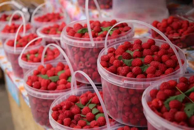 Малина с полпальца и «шапка Мономаха»: в Новосибирск привезли редкие сорта  ягод и грибы - 4 августа 2019 - НГС