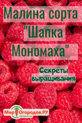 Малина Шапка Мономаха: как вырастить крупные ягоды? | Малина, Ягоды, Фрукты