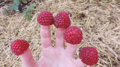 Вертикордия — Малина сорт \"Шапка мономаха\" (Rubus idaeus)