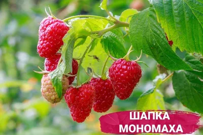 Малина Шапка Мономаха — Сад Мордовии