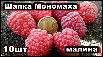 Малина Шапка Мономаха 10шт ОКС - купить с доставкой по выгодным ценам в  интернет-магазине OZON (1220718437)