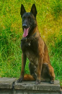 Belgian Malinois Бельгийская овчарка Малинуа кобель для вязки: 200 $ -  Вязка Киев на Olx