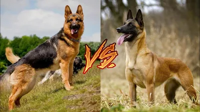 Немецкая овчарка против Малинуа. Кто же сильнее? German shepherd VS  Malinois. Who is stronger? - YouTube