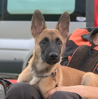 Собака (в частности, малинуа) и путешествия — Belgian malinois and dog  training center