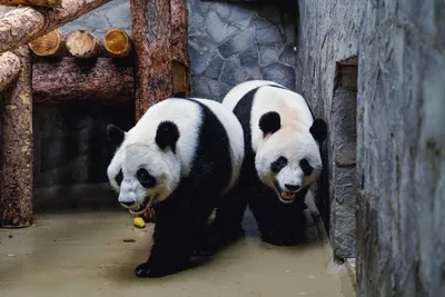Детёныши малой панды порезвились перед зрителями (новости) - YouTube