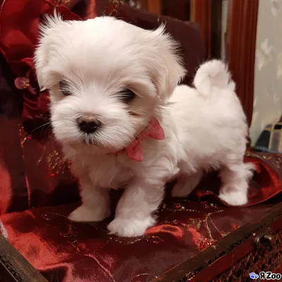 Продаются щенки Мальтезе — продать собаку в Санкт-Петербурге за 35000 ₽ на  ZooYa.ru