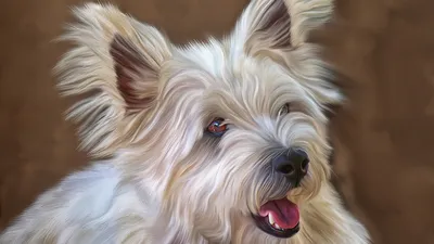 Картинки Мальтезе Собаки Животные Рисованные 2560x1440