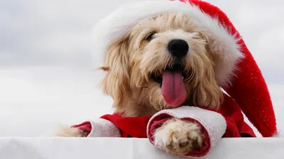 Картинка Мальтезе Болоньез собака Новый год Шапки языком 2560x1440