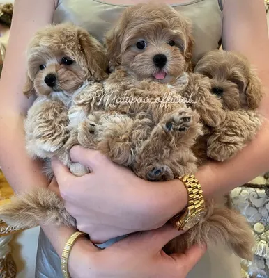 До какого размера растут Maltipoo?