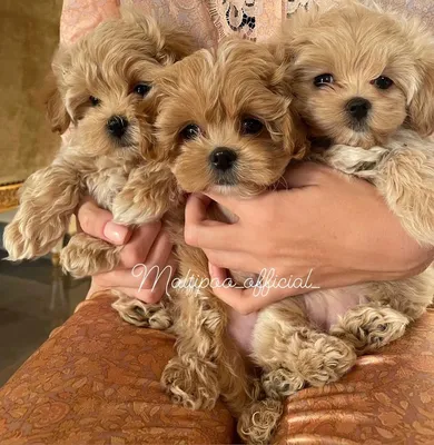 До какого возраста растут Maltipoo?