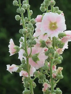 Фотография Мальва цветок Бутон