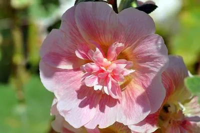 Фотографии Розовый Цветы Мальва