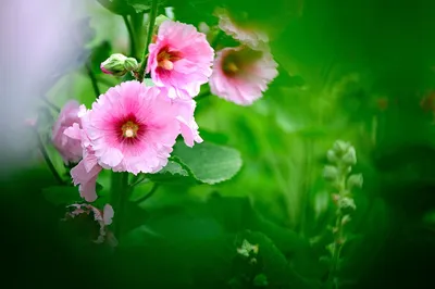 Фотография Розовый Цветы Мальва