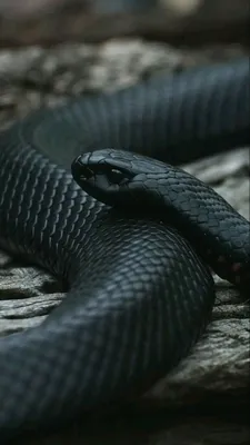 Чёрная мамба: самая опасная змея в мире! Интересные факты о черной мамбе. -  YouTube