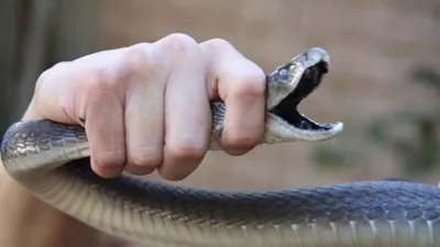 Самая быстрая змея в мире — она может догнать любого, а яд убивает в 100%  случаев - Hi-News.ru