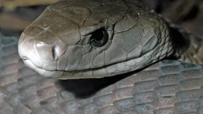 Змея черная мамба – опасная змея Африки. Описание и фото черной мамбы | В  мире животных | Дзен