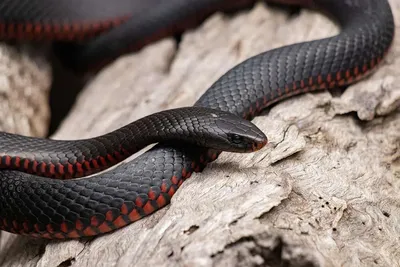 Змея чёрная мамба» — создано в Шедевруме