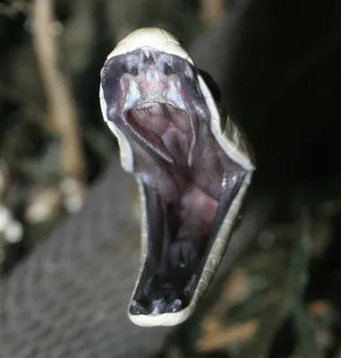 Ядовитая змея мамба 100х80 см myholstik 155815514 купить за 4 460 ₽ в  интернет-магазине Wildberries