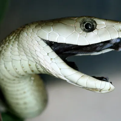 змея в лесу с черным телом, картинка змея черная мамба, змея, рептилия фон  картинки и Фото для бесплатной загрузки