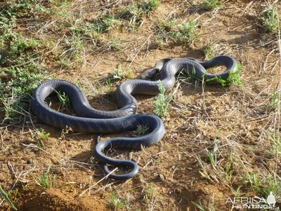 Черная мамба, Dendroaspis полилепис, это большая опасная ядовитая змея  Стоковое Фото - изображение насчитывающей змейки, фауна: 158851856