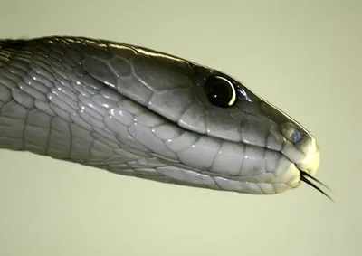 Grey snake | Черная мамба, Рептилии, Редколесье