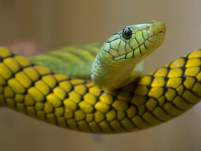 Самые ядовитые змеи Земли. ТОП-10 | Пикабу