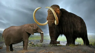 Мамонта и слона фото