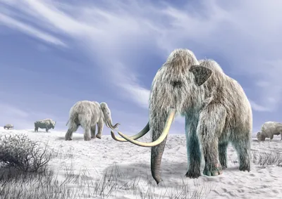Оживить мамонтов. Ученые из США пытаются вернуть на Землю животных,  вымерших тысячи лет назад - Delfi RU