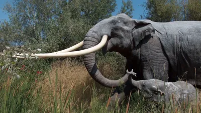 В Германии нашли подтверждение охоты неандертальцев на древних слонов | РБК  Life