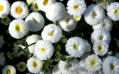 Картинка Белые маргаритки » Разные цветы » Цветы » Картинки 24 - скачать  картинки бесплатно