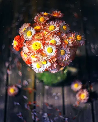 Фото Цветы маргаритки в вазе, by mironovatanyahoo