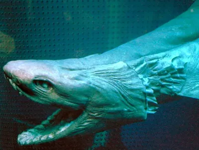Зомби-черви и акула-гоблин: 10 самых странных тварей Марианской впадины