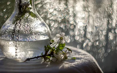 Обои на рабочий стол Веточка цветущей яблони и стеклянная ваза на белой  скатерти в свете блесток боке, фотограф Марина Соколовцева, обои для  рабочего стола, скачать обои, обои бесплатно