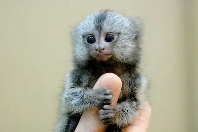 Самая маленькая обезьянка мармозетка (30 фото)