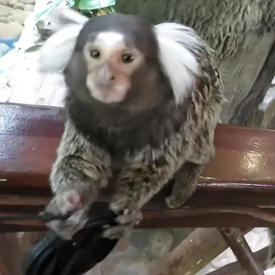 Ты меня напугал»: любопытная обезьяна попыталась отобрать камеру у  фотографа - KP.RU