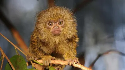ТОП 5+ самых маленьких обезьянок в мире — рейтинги на VeV.ru