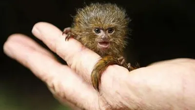 Самая маленькая обезьянка в мире мармозетка (41 фото)