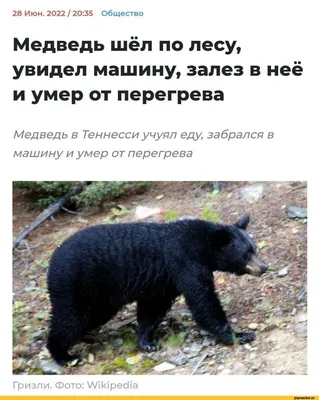 Медведь 🐻 на авто аэрография винилом. Капот, кузов, багажник машины.