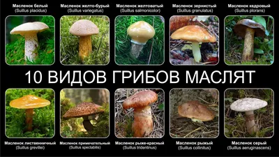 Грибы маслята (40 фото): описание, виды, где растут, ложные маслята