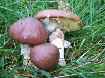 Маслёнок осенний (Suillus luteus) фото и описание