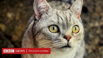 Как я полюбила кота-обманщика и к чему это привело - BBC News Русская служба