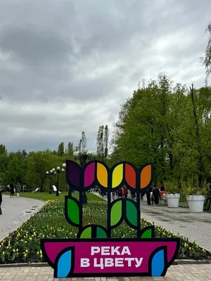 Фестиваль \"Река в цвету - 2023\", Белгород - «Миллион тюльпанов к вашим  ногам! Спасибо за красоту, Белгород!» | отзывы