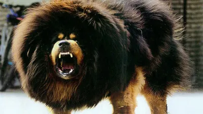 Тибетский мастиф (Tibetan Mastiff) | ZOODOM