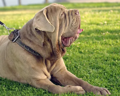 Неаполитанский мастиф (Neapolitan Mastiff) - массивная, сильная и  энергичная порода собак. Фото, описание, цены.