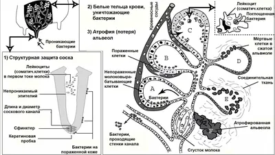 Вопросы из чатов: чем лечить мастит у коз?